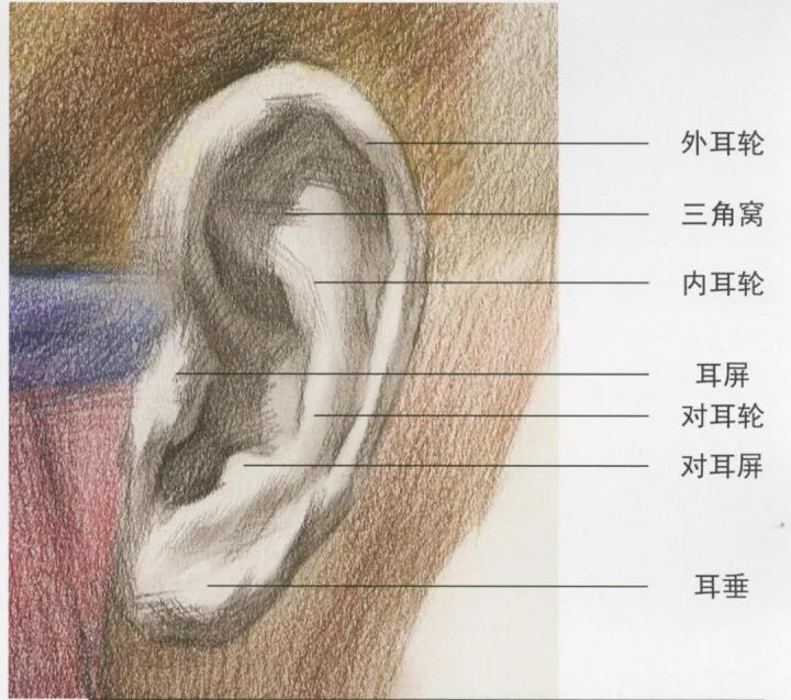 三角窝:耳朵上部的三角窝多数处于暗部,所以要高度重视对耳轮上投影