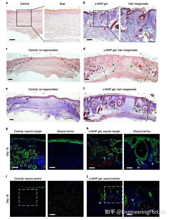 图3 d-map水凝胶诱导b6小鼠全层皮肤创面毛囊新生最后,证明了d-map是