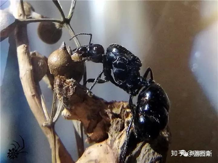 肯尼亚收获蚁messorcephalotes情景标本