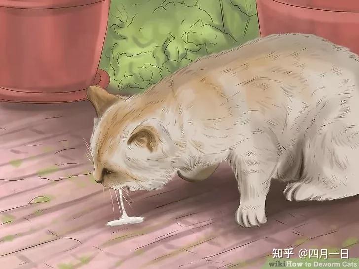 新手养猫黄金三技能之一猫咪驱虫怎么做