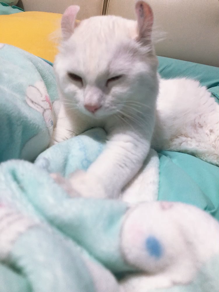 为什么猫咪会踩奶啊?