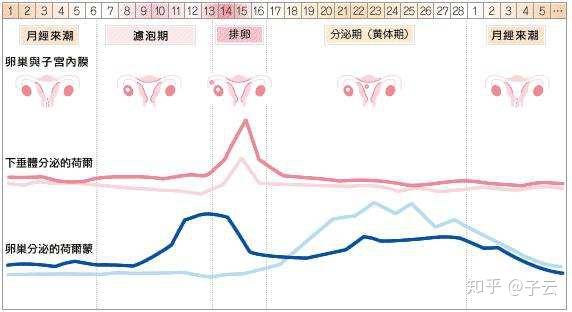 性激素变化对女性痤疮患者影响