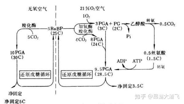 高中生物信息题宠儿浅析景天酸代谢c4途径光呼吸