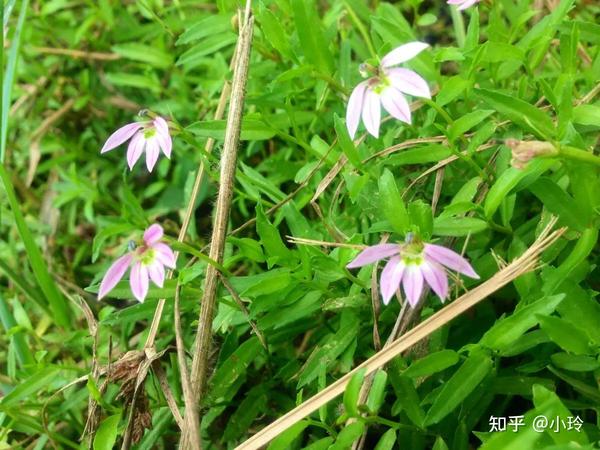 半边莲和半枝莲只有一字之差,其功效和应用也十分相似,极易混淆.