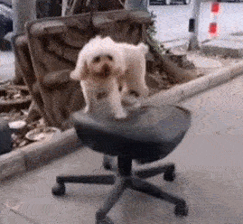 gif搞笑趣图萌萌哒:可乐曼妥思炸弹