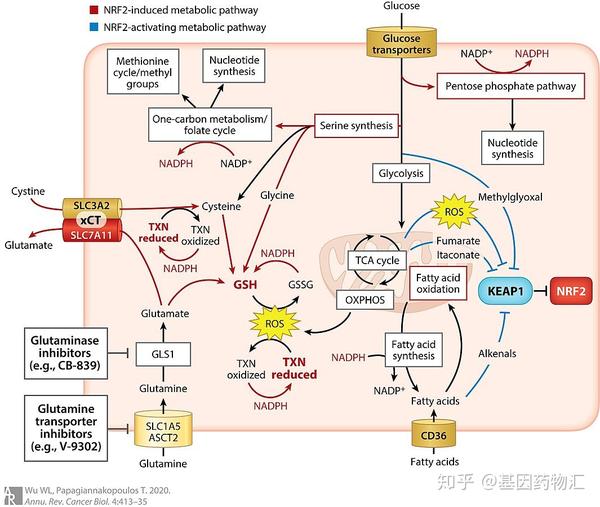 keap1/nrf2与细胞代谢的关系图(来源:wiki)