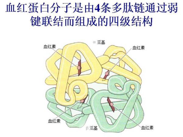 血红蛋白:两个α亚基(141aa)和两个β亚基(146aa),每个亚基结合一个