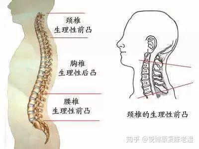 正常人从侧面观察有四个生理性弯曲: 颈椎前凸,胸椎后凸,腰椎前凸,骶