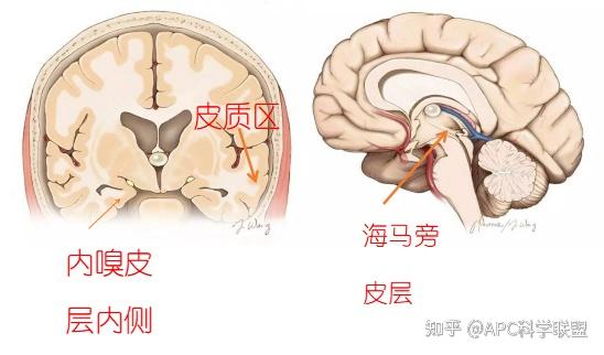 海马体,皮质区与空间记忆.图片源自:https/www.researchgate.