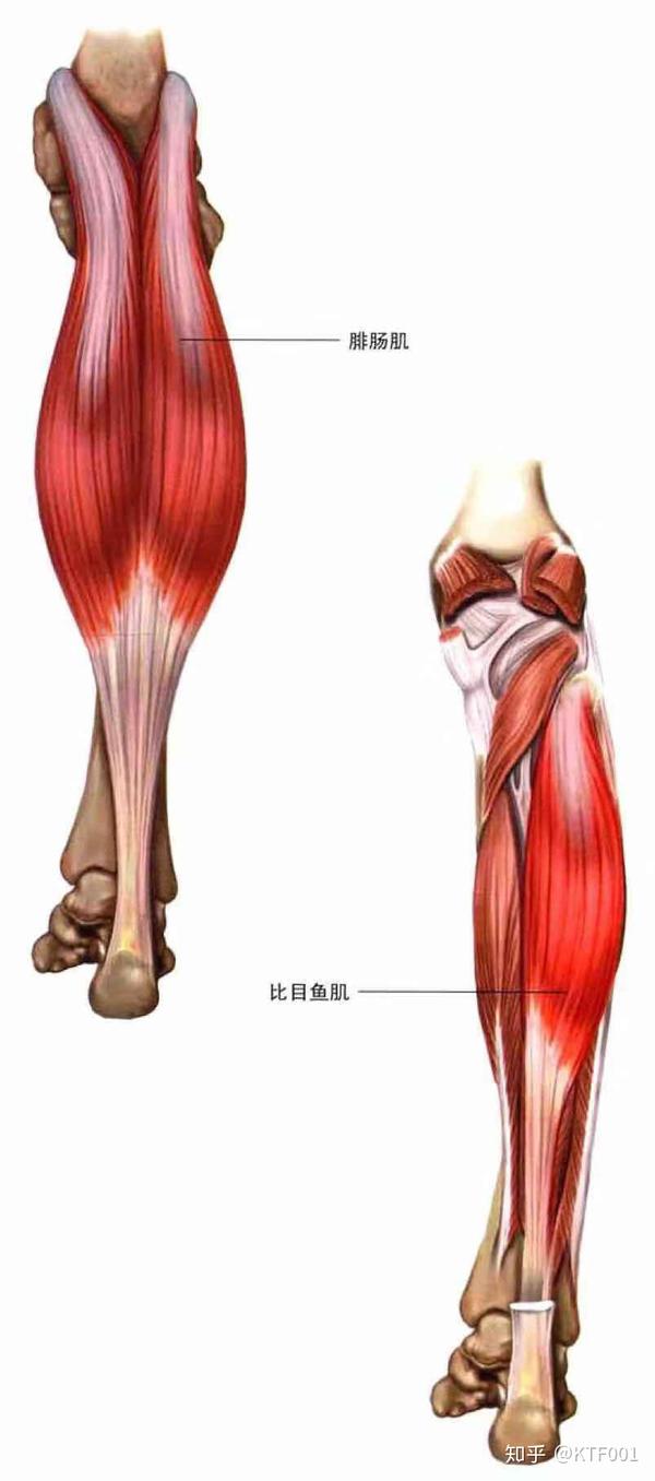 小腿肌肉解剖图