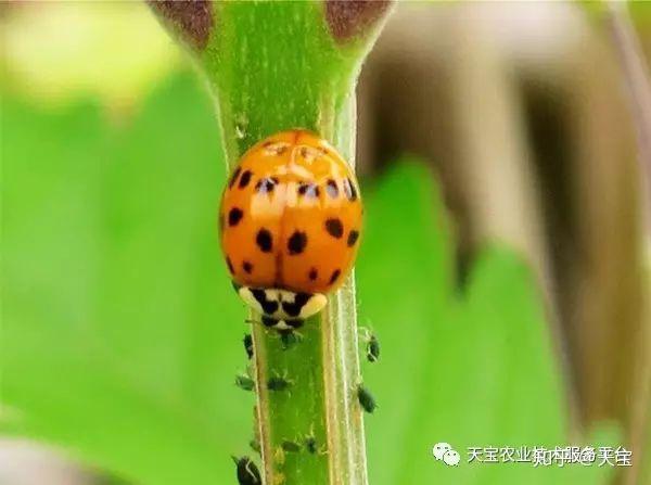 捕食性瓢虫捕食蚜虫,介壳虫,粉虱,叶螨等.