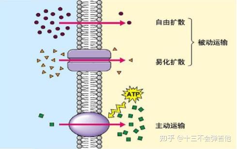 高中生物对于植物需要的离子也必须主动运输吗