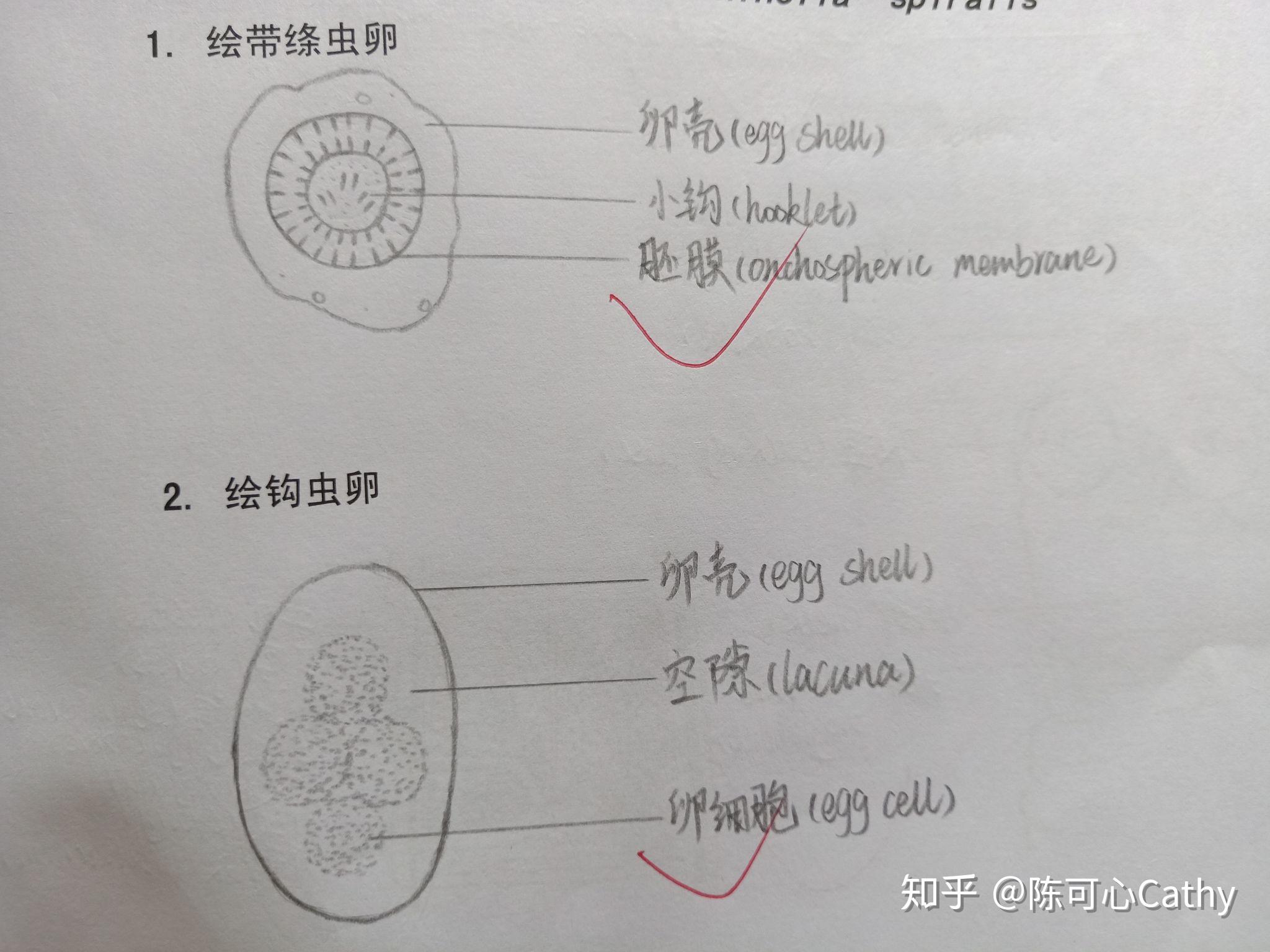 人体寄生虫学实验绘图红蓝铅笔