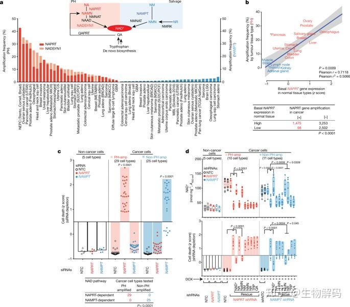 ph-pathway addiction in cancer driven by gene amplificationmuse