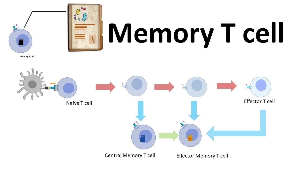ncb记忆t细胞中的生酮反应产物可作为表观调控因子发挥作用