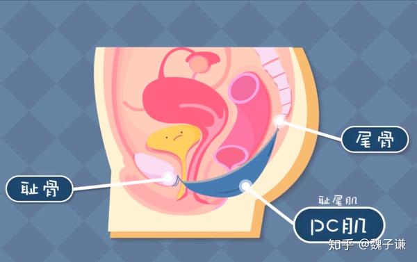 如何提高性功能的方法 分享锻炼pc肌延时术