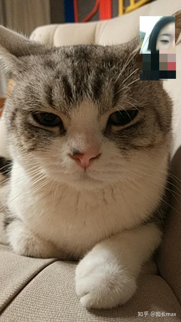 猫的哪些行为会让你觉得猫是爱你的?