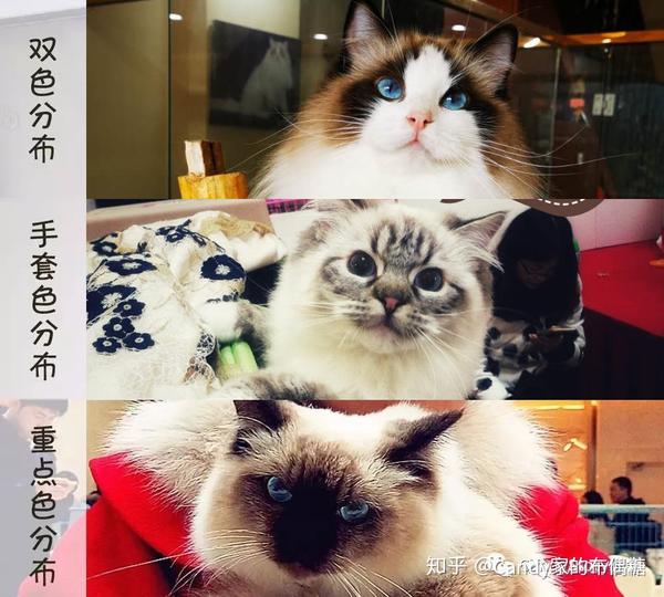 选猫科普你对布偶猫了解有多少