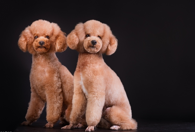 泰迪是生活中比较常见的小型犬,深受年轻人群的喜爱,它在性成熟后会