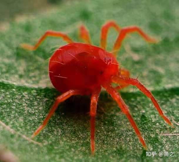 请问这种虫是什么虫生存环境如何最重要的是怎么消灭