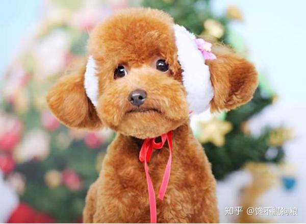 泰迪犬1岁=人7岁,是上世纪的算法,附上最新年龄对照表