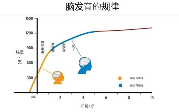 也可以看到儿童的大脑的功能,包括大脑的结构是怎样随着敏感期的发育