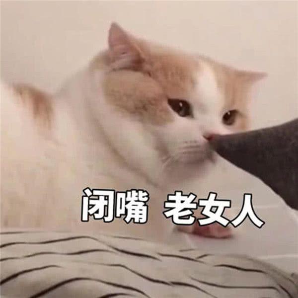 如何评价微信经常使用猫狗表情包的人