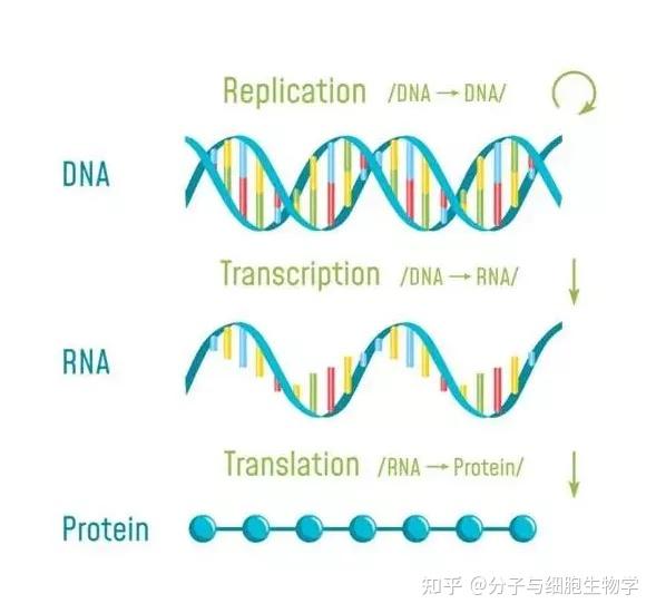 我们先来简单复习一下高中的生物知识——dna分子的复制,转录和翻译