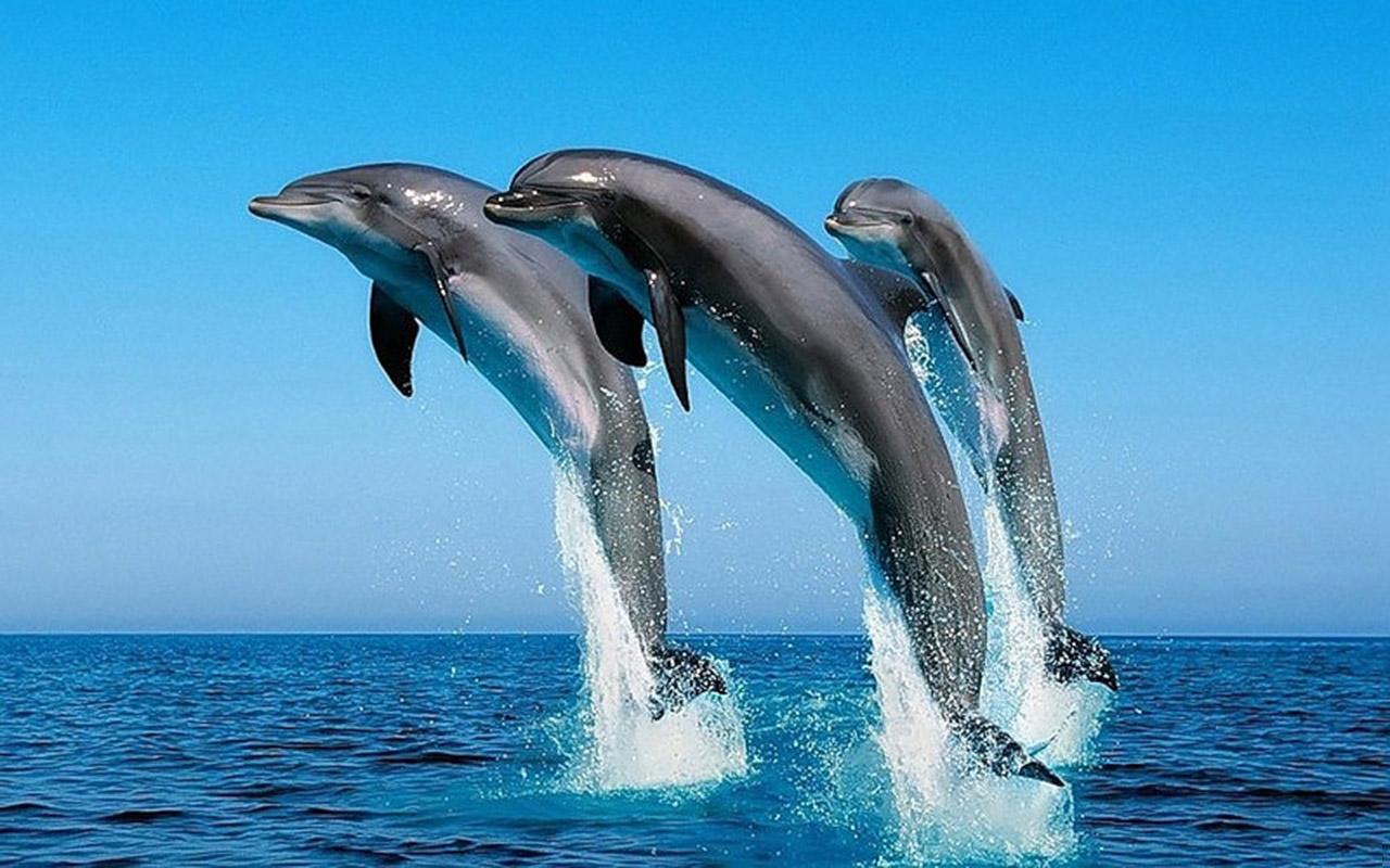 萌煞人的海豚——必须养一只