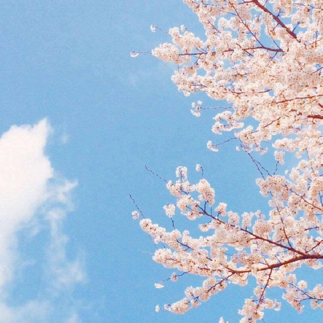 知乎形象管理