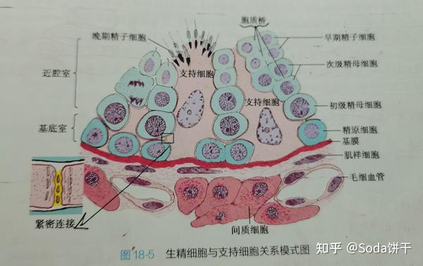 血-睾屏障是由毛细血管内皮及基膜,结缔组织,生精上皮基膜,支持细胞