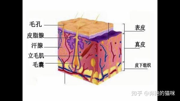 我们皮肤的结构基本可以分为三层:表皮层,真皮层,皮下组织.