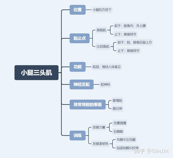 小腿三头肌的解剖学基础