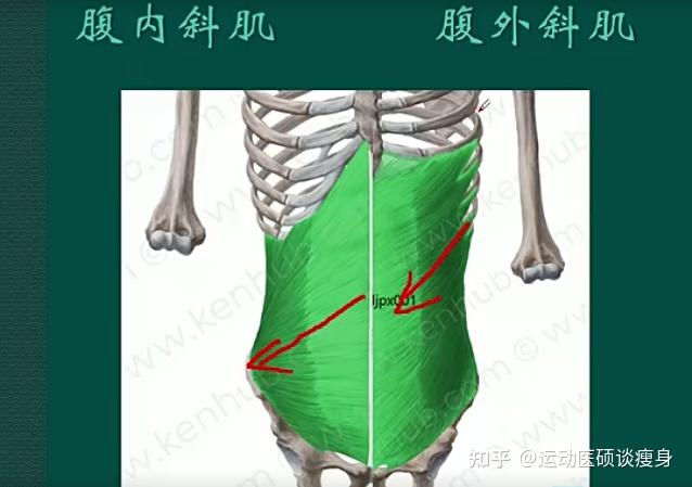 腹外斜肌:附着在肋骨的侧面,胸腰筋膜,髂嵴,往前往正中走附着在腹白线
