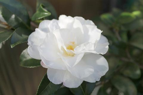 茶花