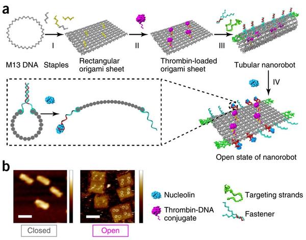 nat biotech丨突破,中国学者研发出dna纳米机器人能在