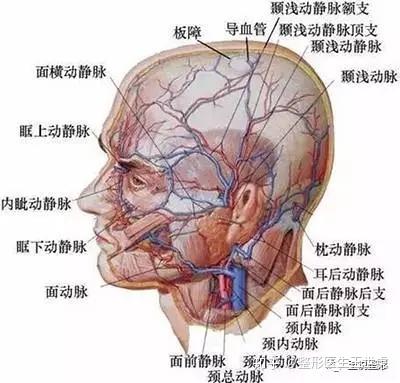 面部血管分布图(图片来自网络)