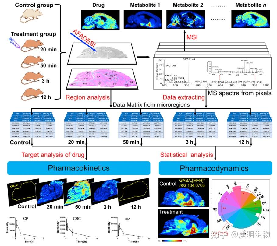 时空分辨药物代谢组学中枢神经系统新药研发的可视化利器 知乎