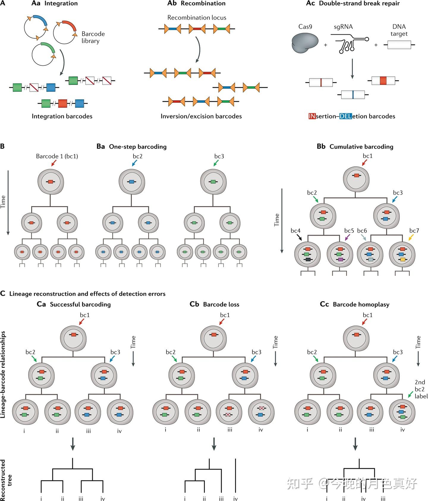 Lineage tracing meets single cell omics opportunities and challenges 知乎