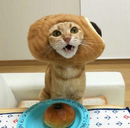 这些猫咪面包头套也太可爱了吧,想要一口吃掉!
