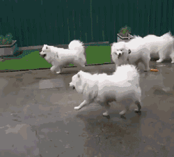 能管理好上千头羊的边牧犬没想到遇上萨摩之后