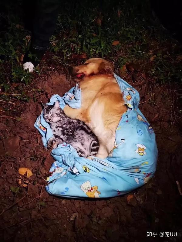 摔死的美短还是一只 有身孕的母猫.