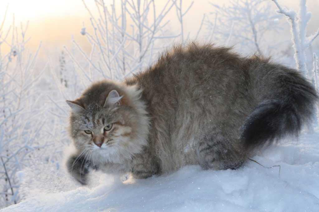 每天带你了解一种猫西伯利亚森林猫