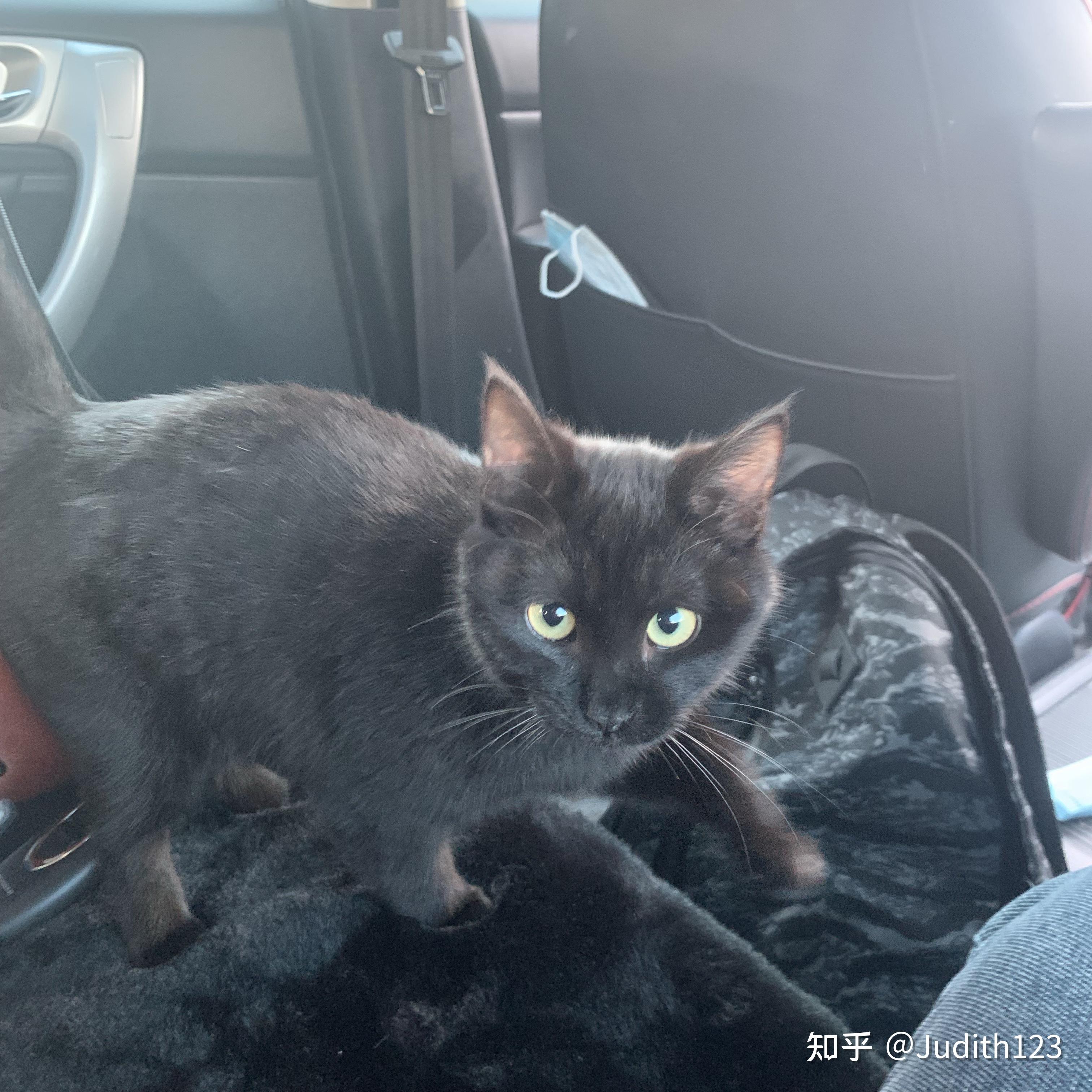 孟买猫还是普通黑猫