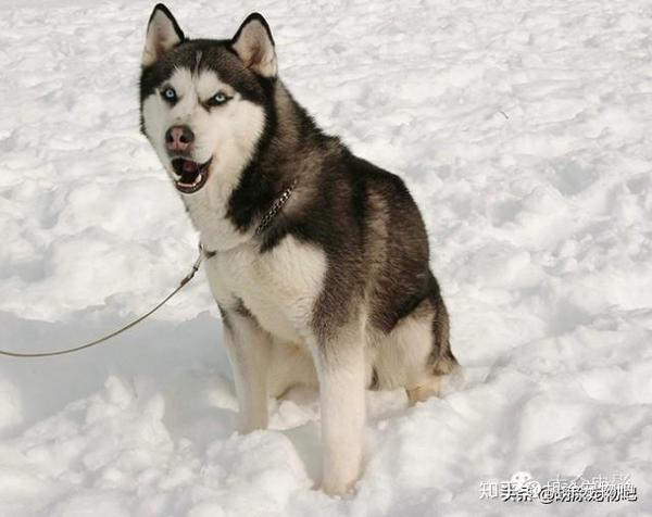 萌宠百科——哈士奇—西伯利亚雪橇犬(siberian husky