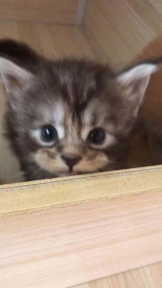 最好看的银虎斑缅因猫长什么样子?