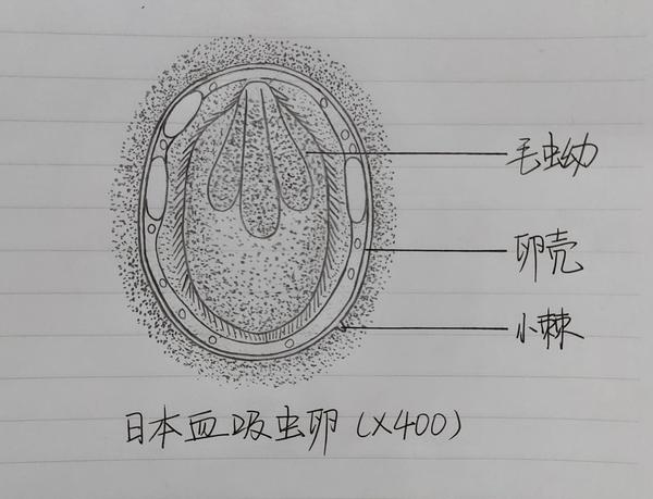 日本血吸虫卵(虫卵外还有一层分泌物,卵壳一侧有小棘)