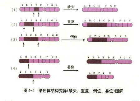 什么是染色体易位?