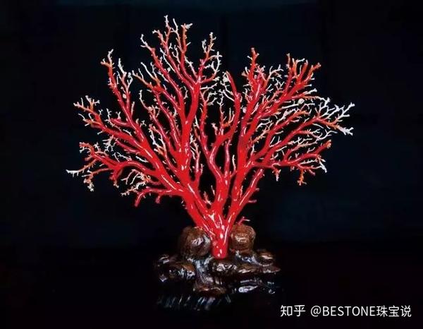 树枝状的珊瑚树就出现了