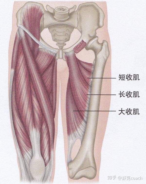 髋内收肌主要包括短收肌,长收肌和大收肌,主要功能是髋内收和髋内旋.